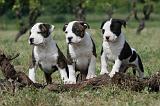 AMSTAFF  PUPPIES 106